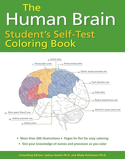 Human Brain Student'S Self-Test Coloring