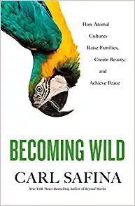Becoming Wild : How Animal Cultures Raise Families, Create Beauty, and Achieve Peace