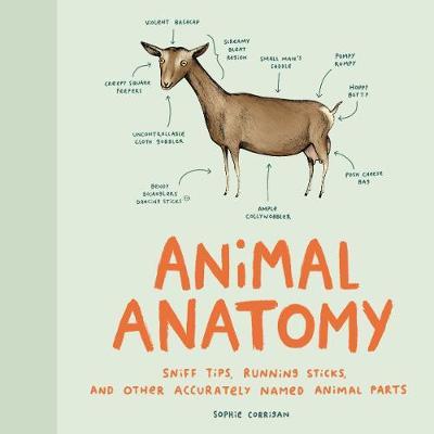 Animal Anatomy /H